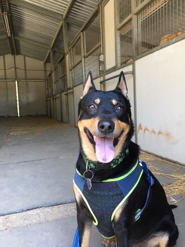 Bougain (Bo), a Southeast Asian Village Dog tested with EmbarkVet.com