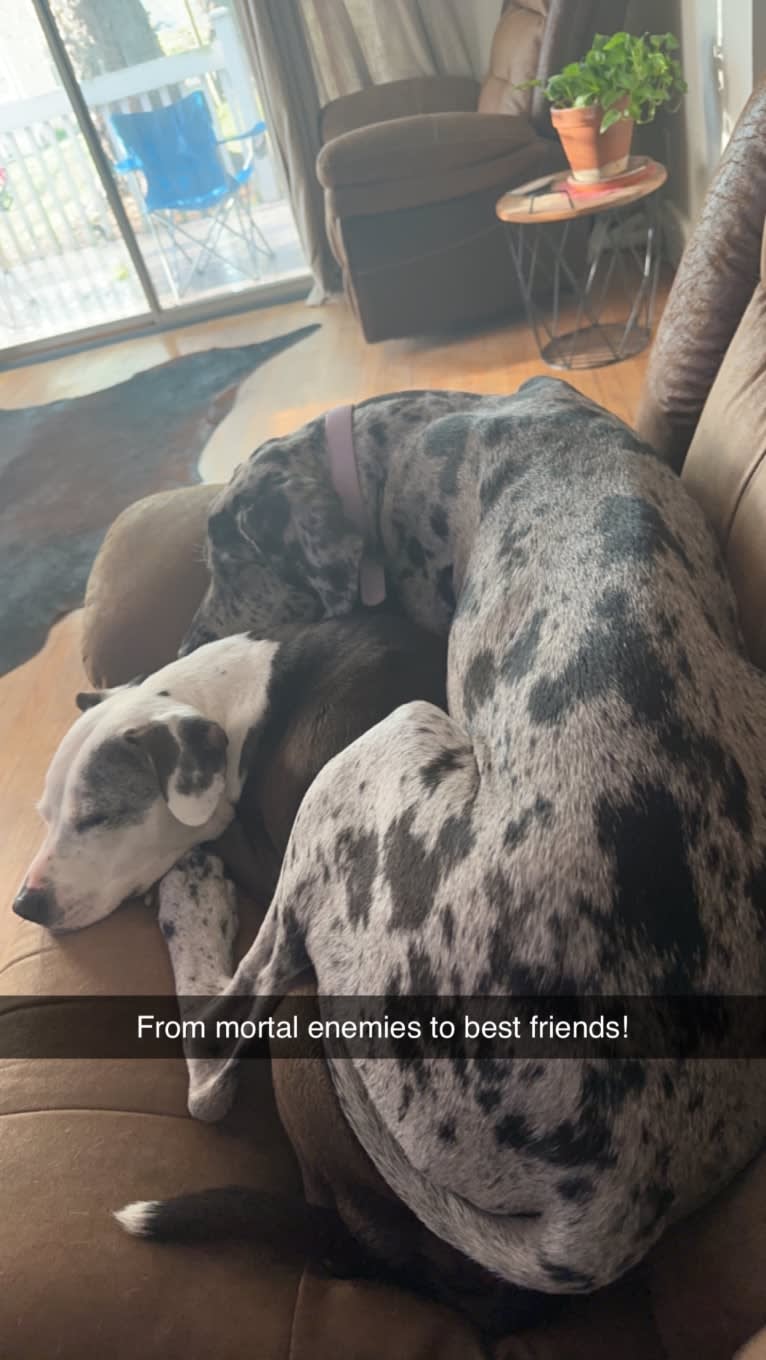Dream Hunter, a Great Dane tested with EmbarkVet.com