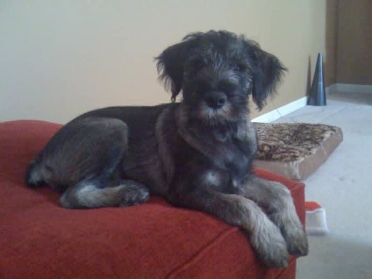 Watson, a Standard Schnauzer tested with EmbarkVet.com