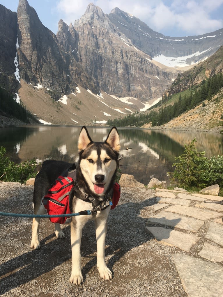 Milo, a Siberian Husky and Alaskan Malamute mix tested with EmbarkVet.com