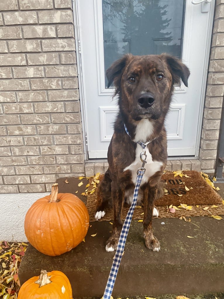 Cori, an American Pit Bull Terrier and Boxer mix tested with EmbarkVet.com