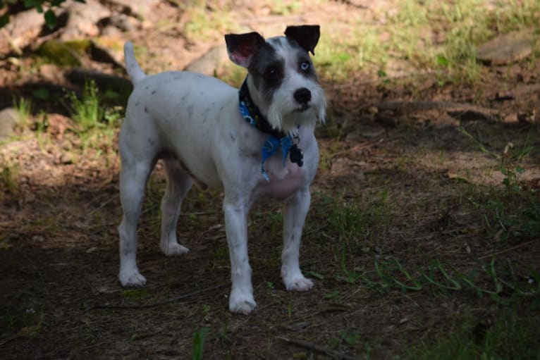 Sonny, a Russell-type Terrier and Rat Terrier mix tested with EmbarkVet.com