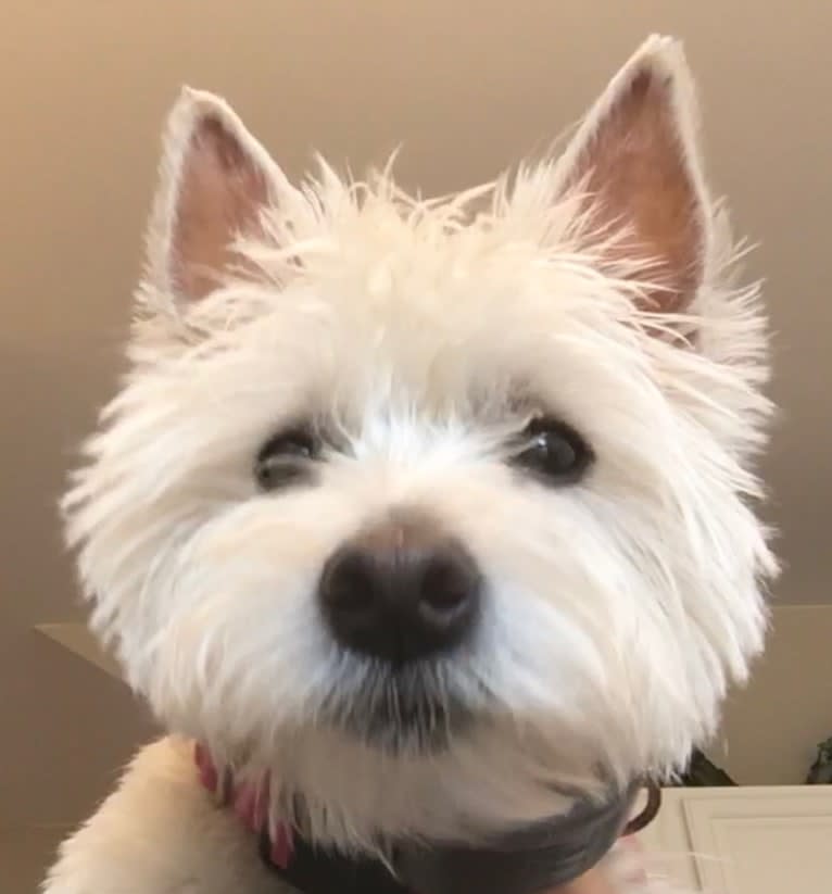 Skye, a West Highland White Terrier tested with EmbarkVet.com