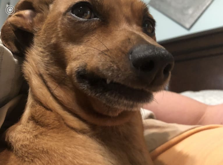 Preston, a Miniature Pinscher and Dachshund mix tested with EmbarkVet.com