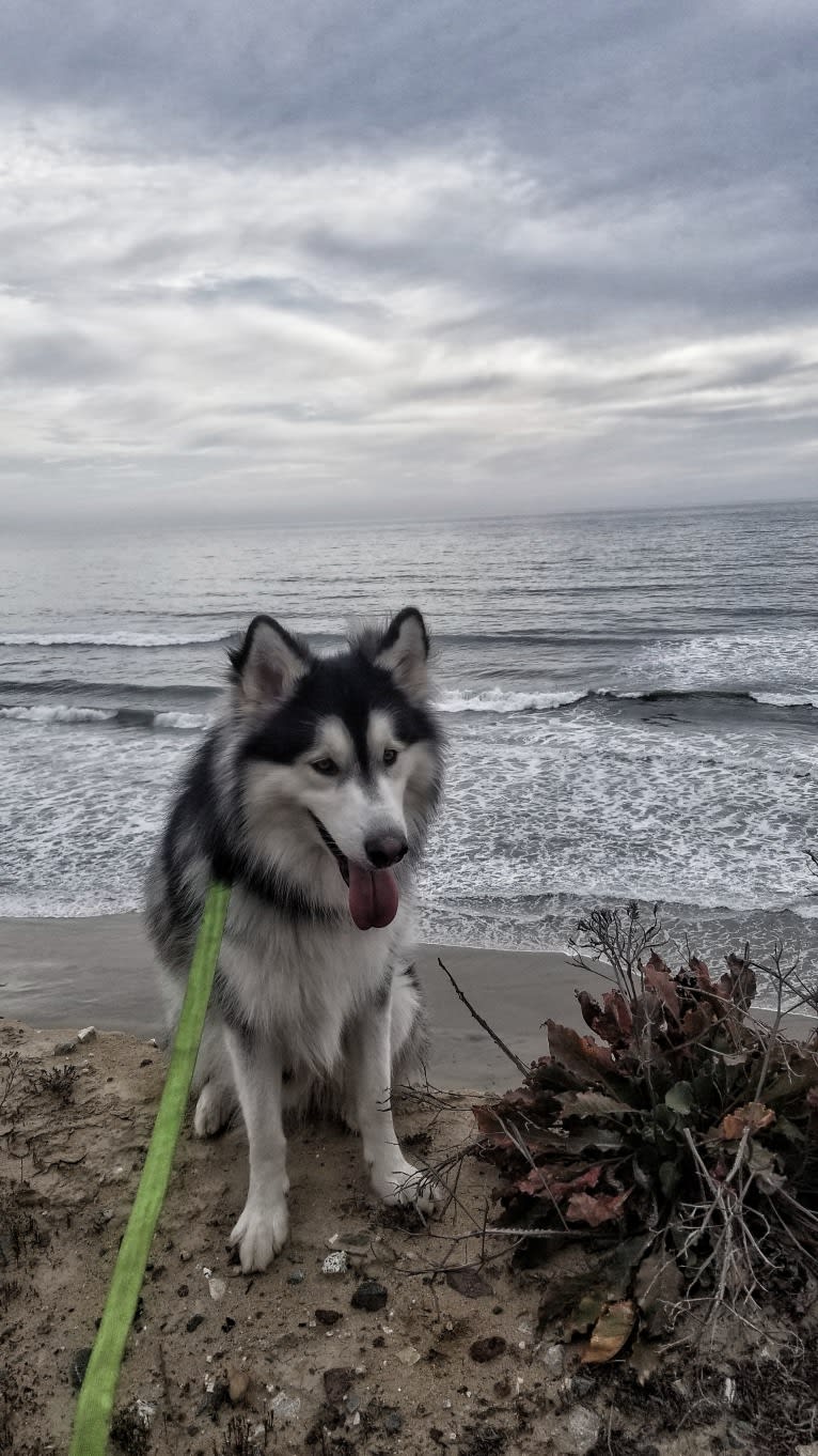 SOJU, a Siberian Husky and Alaskan Malamute mix tested with EmbarkVet.com