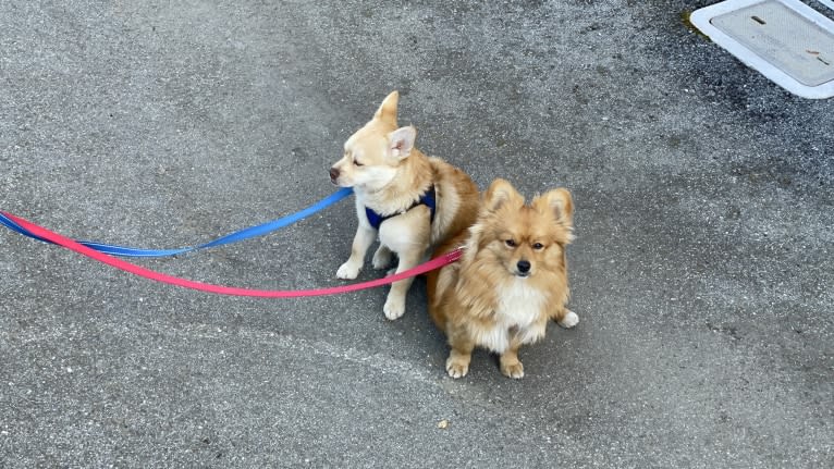 Bennie, a Pomeranian and Poodle (Small) mix tested with EmbarkVet.com