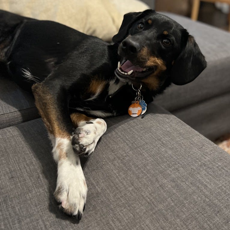 Mate, a Beagle and Australian Cattle Dog mix tested with EmbarkVet.com