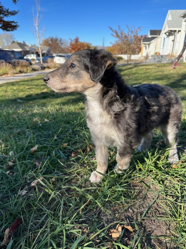 Pocus, a Silken Windhound tested with EmbarkVet.com