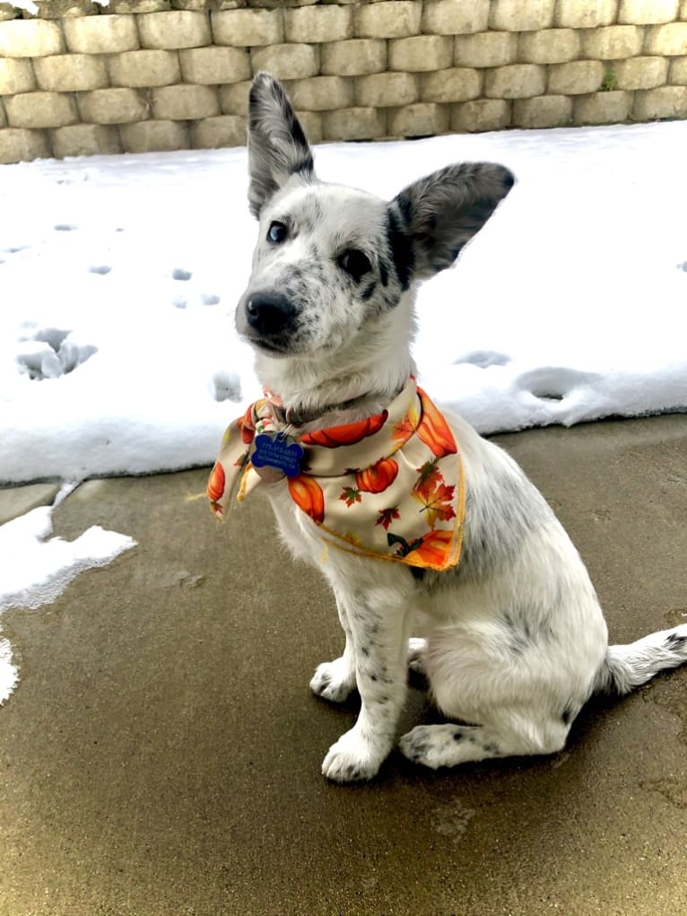 Pepper, a Border Collie and Australian Cattle Dog mix tested with EmbarkVet.com