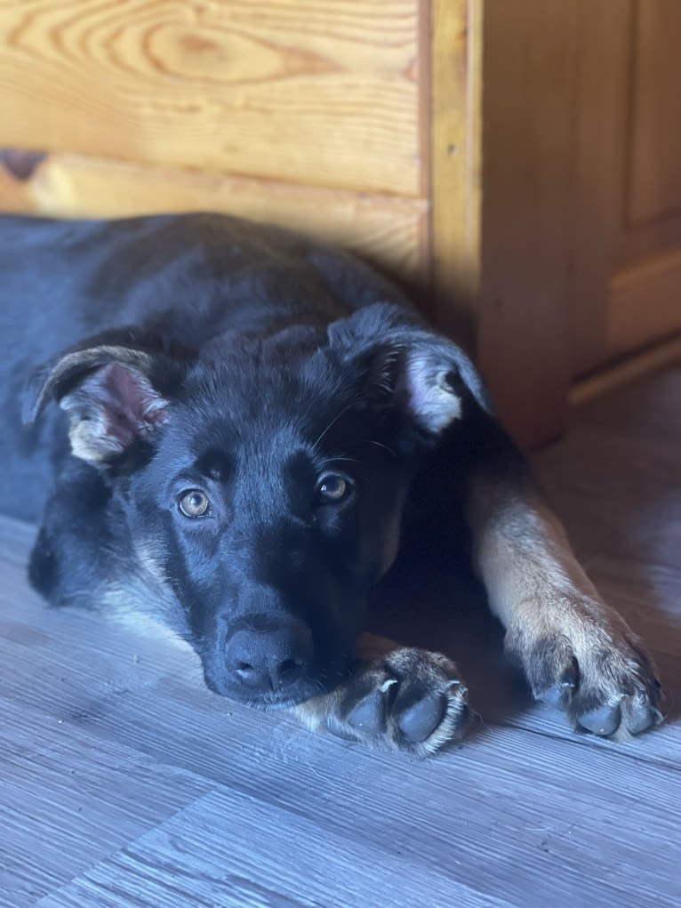 Egypt, a German Shepherd Dog tested with EmbarkVet.com