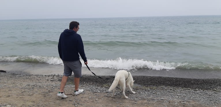 Charlie, an Alaskan-type Husky tested with EmbarkVet.com