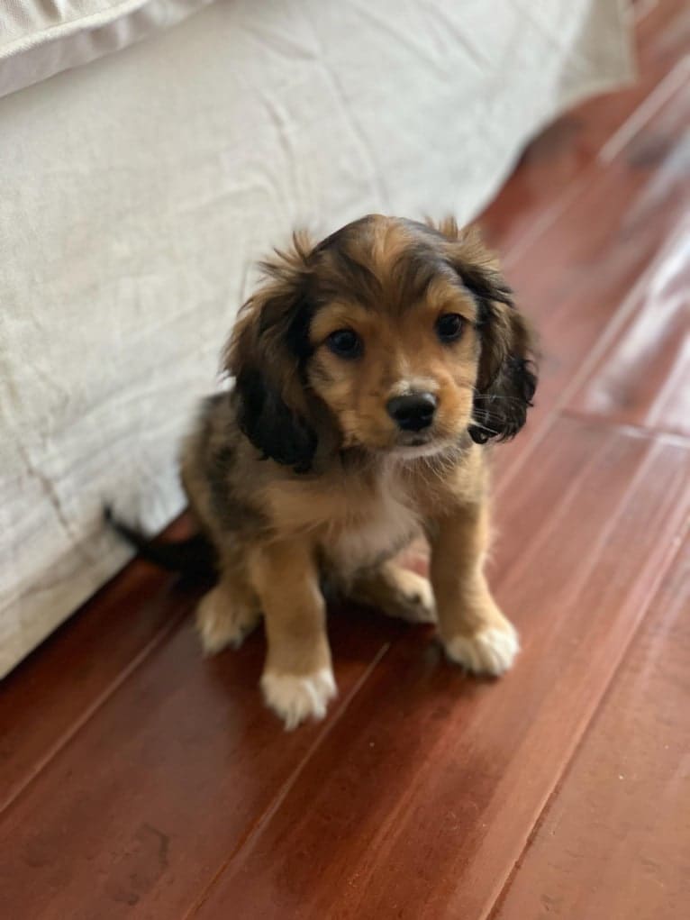 Louie Lumière Scott, a Cocker Spaniel and Pomeranian mix tested with EmbarkVet.com