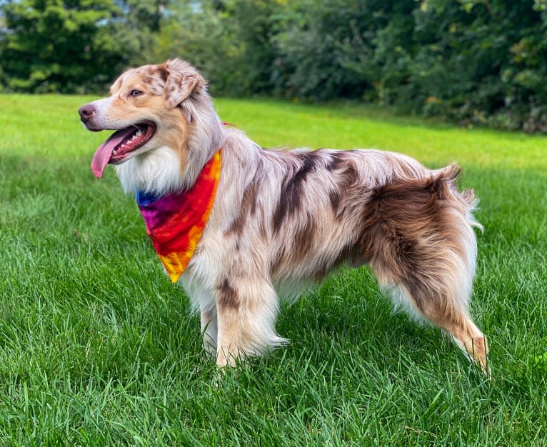 Neville, an Australian Shepherd tested with EmbarkVet.com