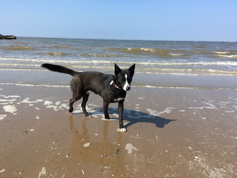 Takoda, an Alaskan-type Husky and Siberian Husky mix tested with EmbarkVet.com