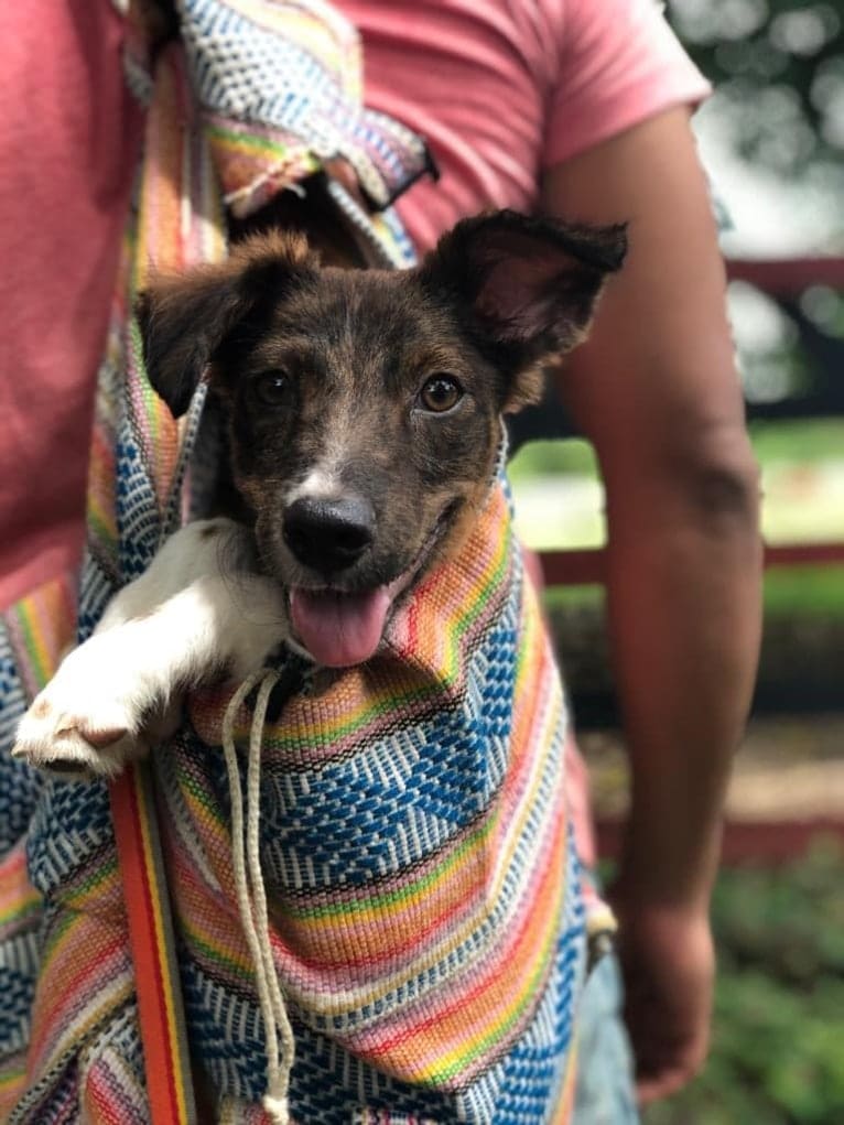 Iggy, an American Village Dog tested with EmbarkVet.com