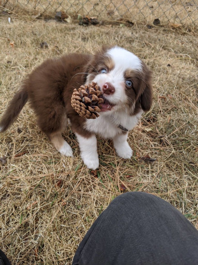 Ludo, an Australian Shepherd tested with EmbarkVet.com