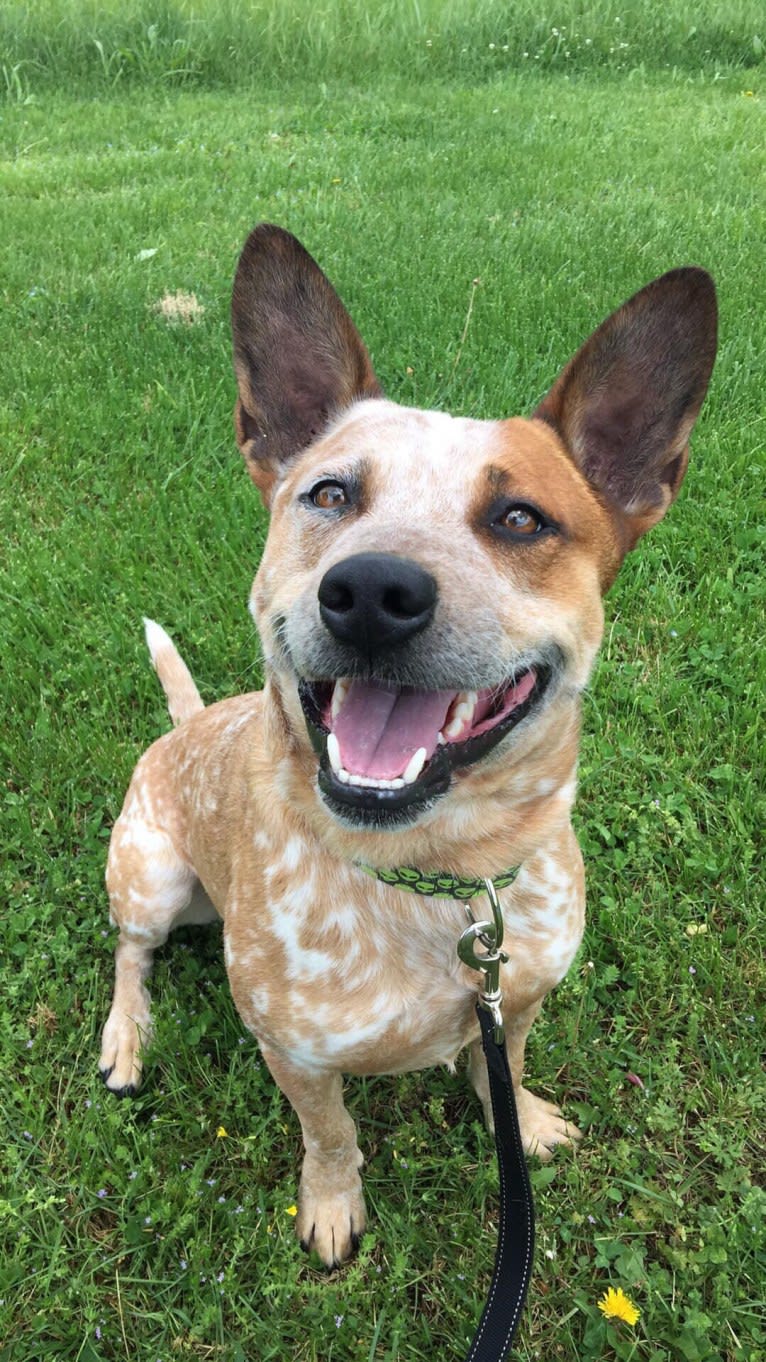 Frost, an Australian Cattle Dog tested with EmbarkVet.com