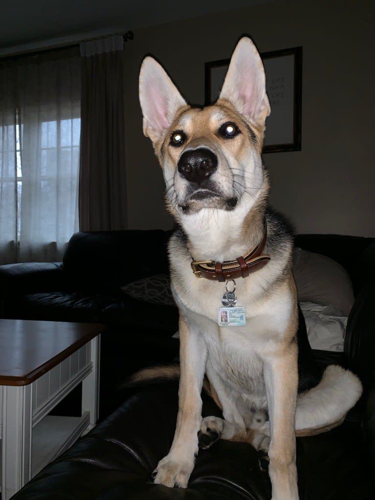 Fin, a German Shepherd Dog tested with EmbarkVet.com