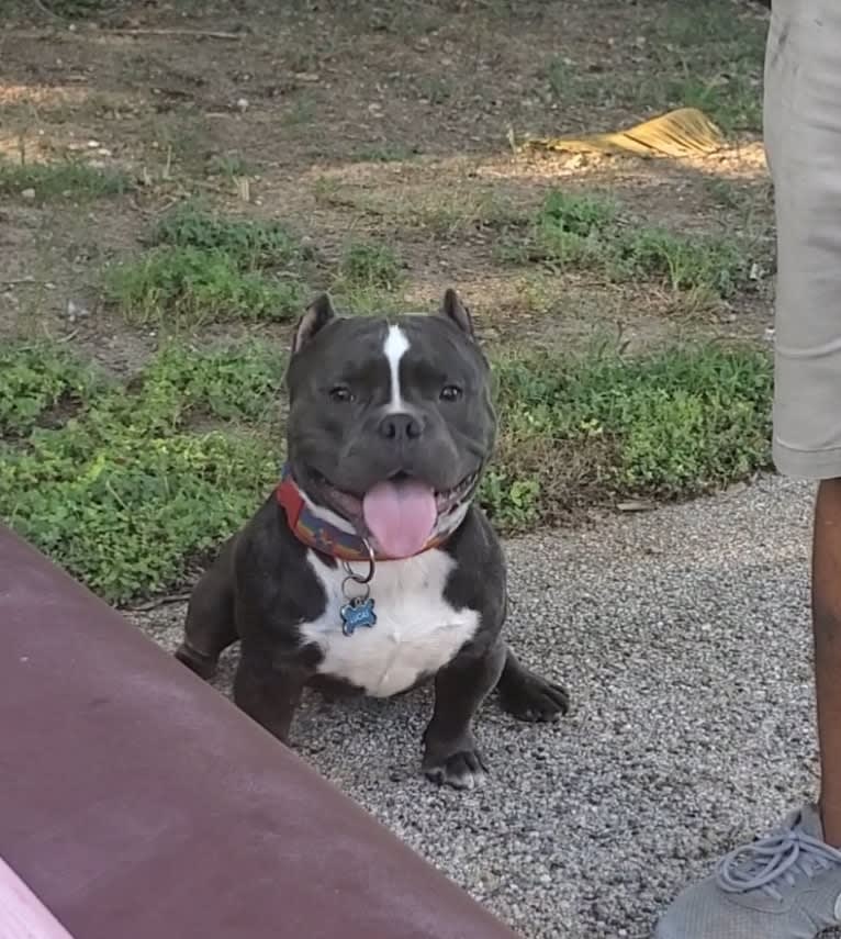 Lucas, an American Bully tested with EmbarkVet.com