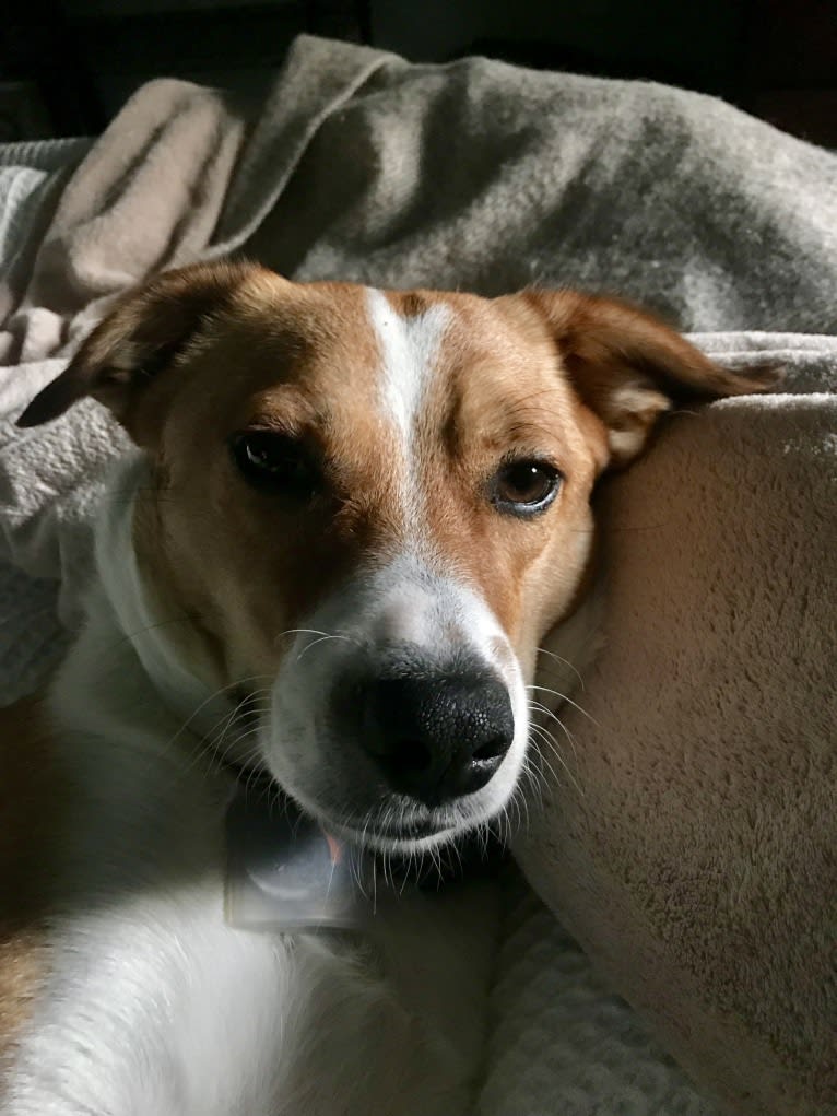 Mabel, an Australian Cattle Dog and Chow Chow mix tested with EmbarkVet.com