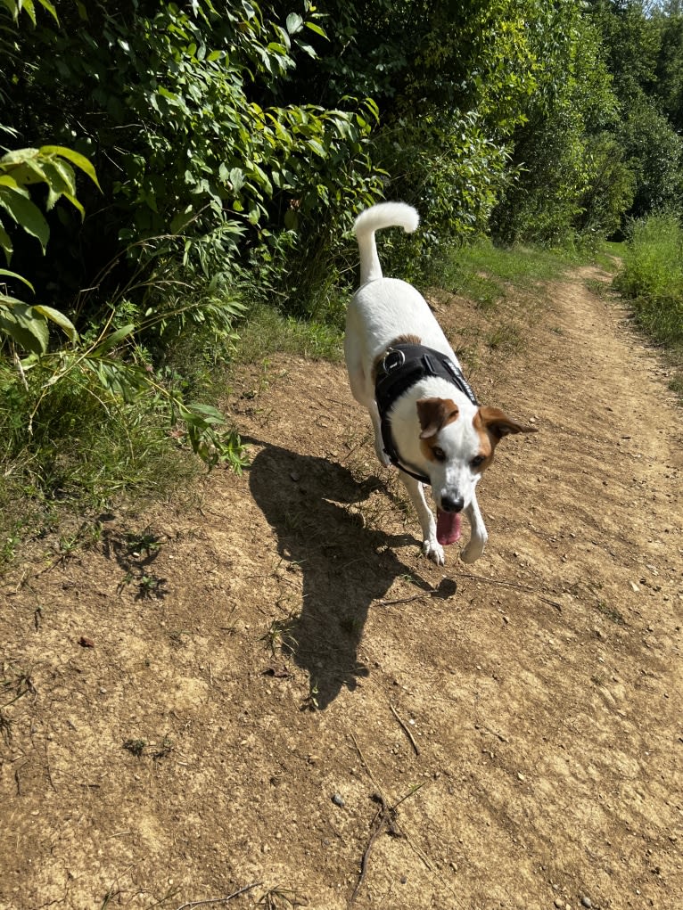 Wilson Wayhart, a Boxer and German Shepherd Dog mix tested with EmbarkVet.com