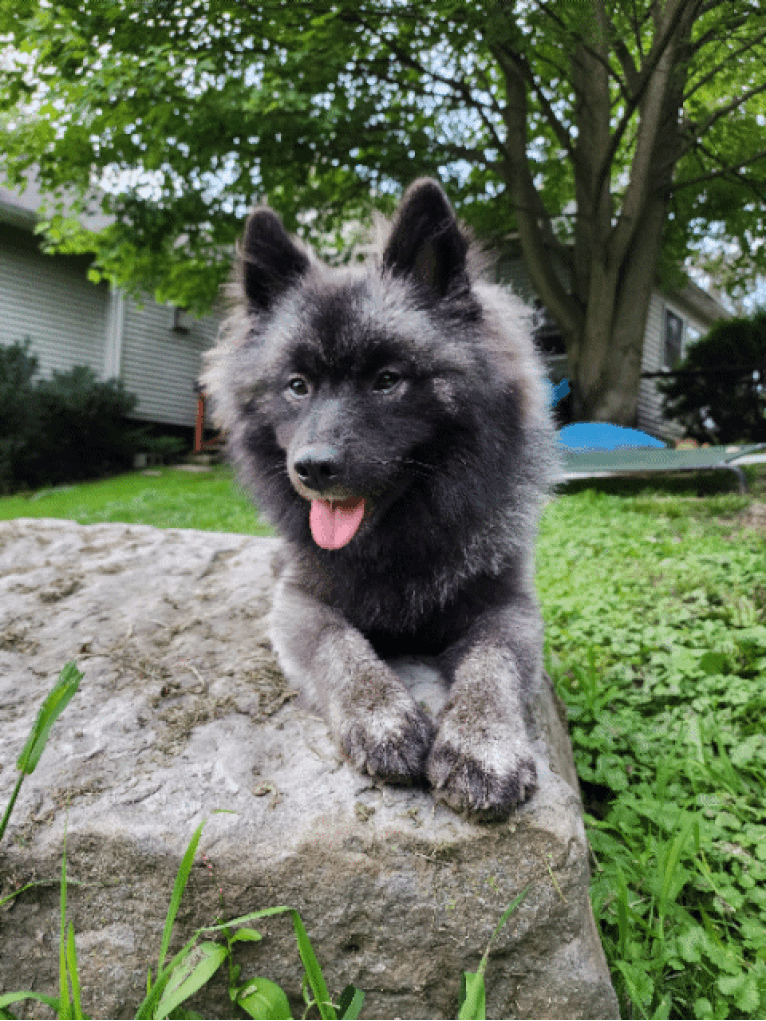 Duchess Lilly Puff Brown, a Keeshond tested with EmbarkVet.com