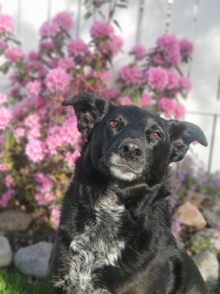 Ellie, a Border Collie and Australian Cattle Dog mix tested with EmbarkVet.com