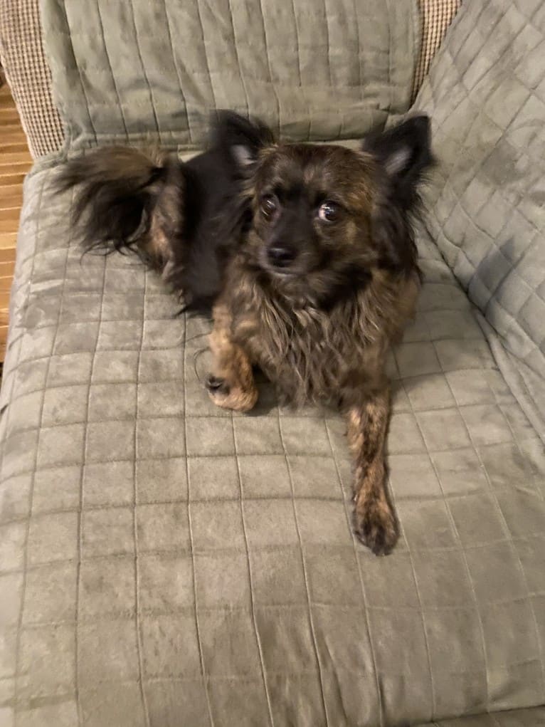 Frankie, a Pomchi (11.5% unresolved) tested with EmbarkVet.com