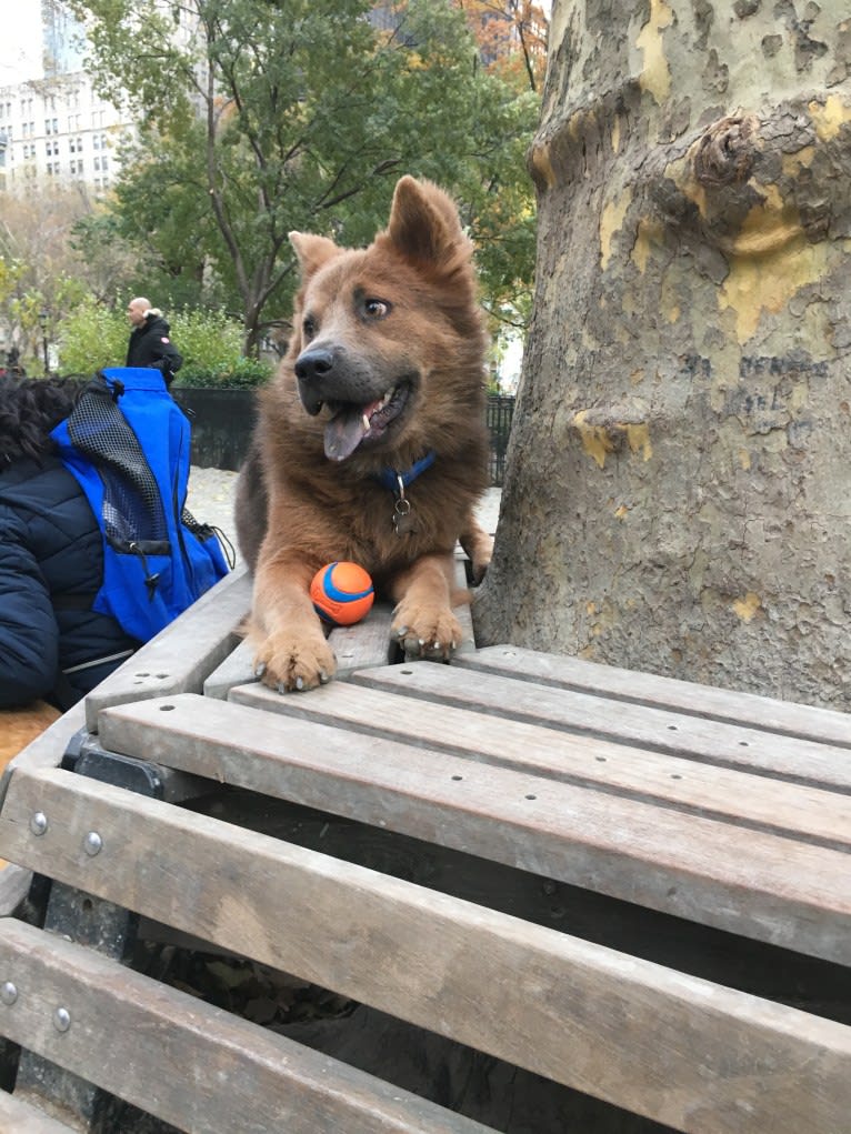 Rex, a Chow Chow and Rottweiler mix tested with EmbarkVet.com