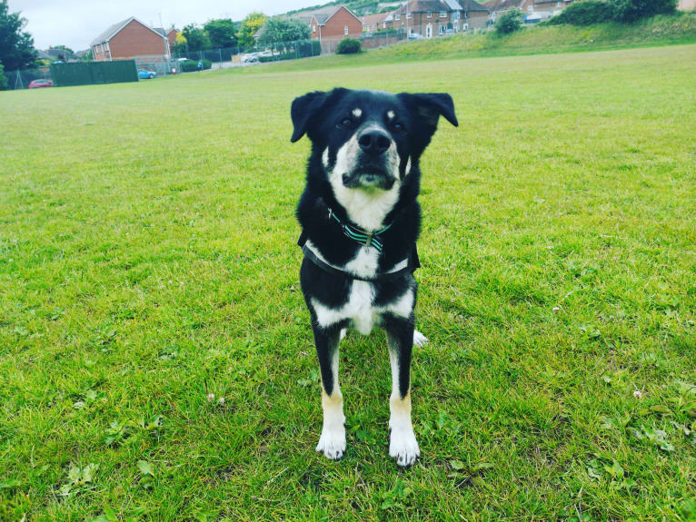 Diesel, a Border Collie and Siberian Husky mix tested with EmbarkVet.com