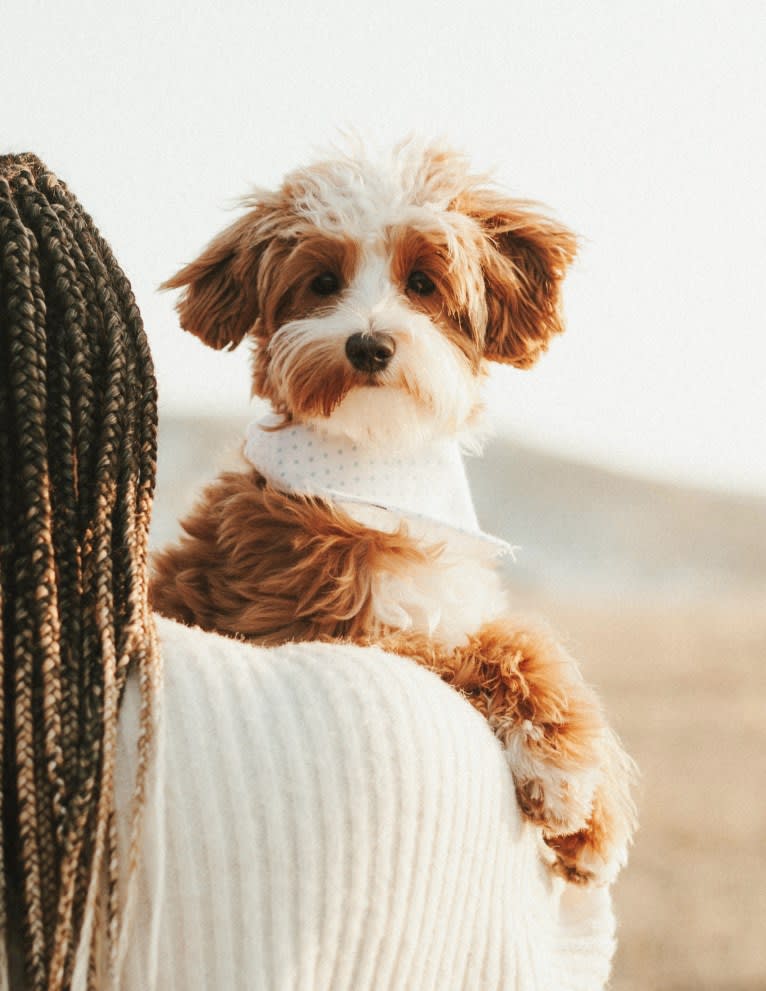 Gio, a Goldendoodle tested with EmbarkVet.com