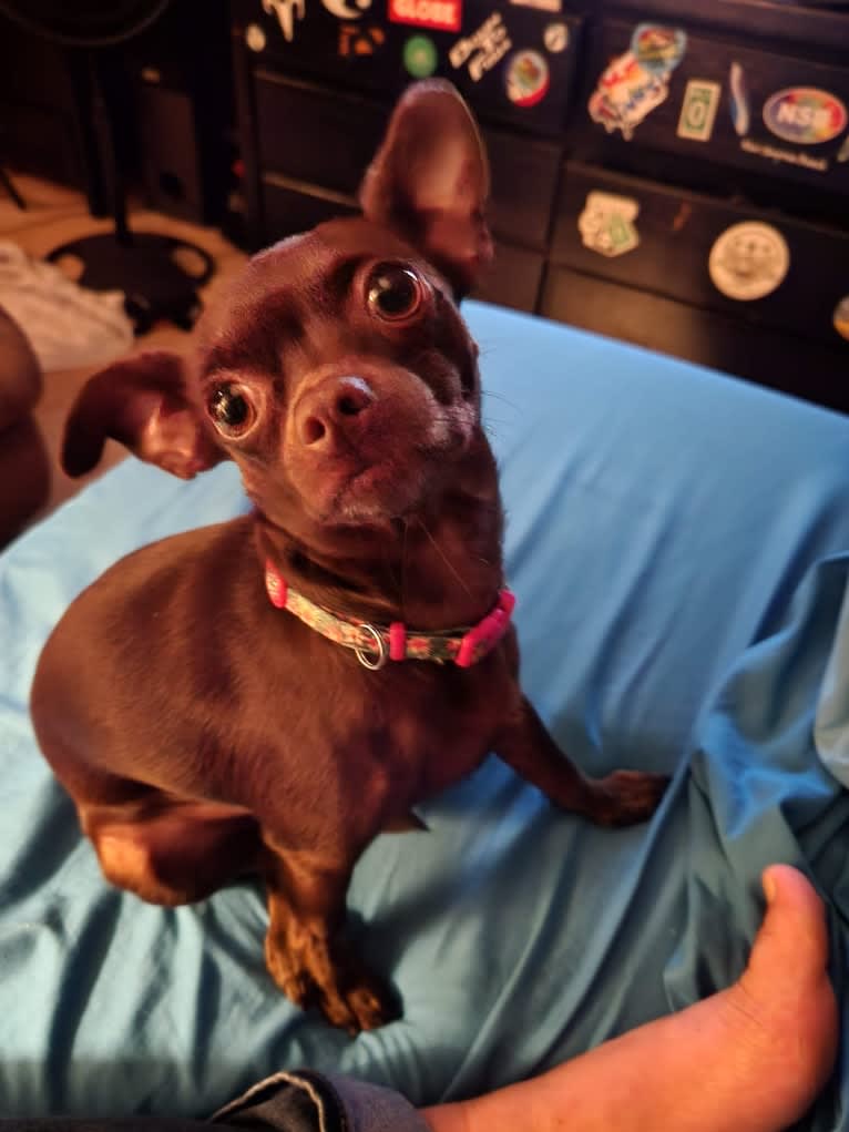 Cocoa, a Chihuahua and Miniature Pinscher mix tested with EmbarkVet.com