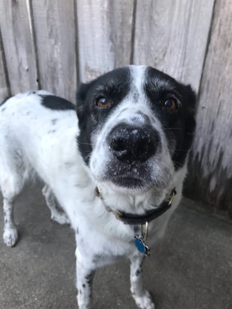 Sheba, a Labrador Retriever and Great Pyrenees mix tested with EmbarkVet.com