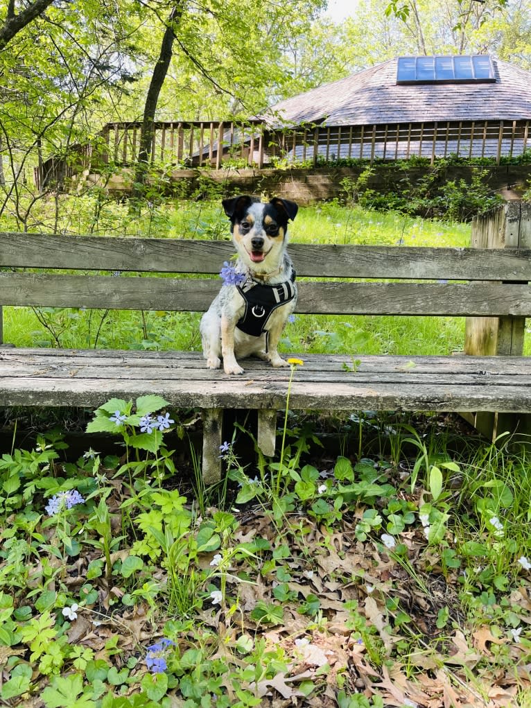 Pepper, a Chihuahua and Australian Cattle Dog mix tested with EmbarkVet.com