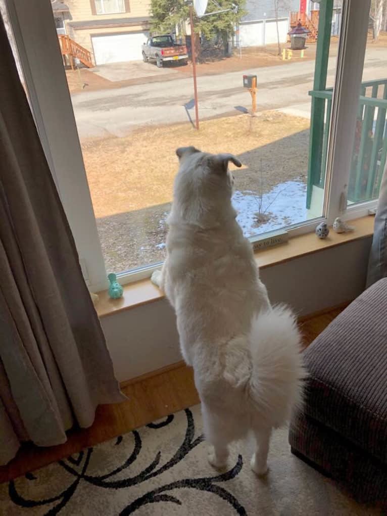 Buddy, an American Eskimo Dog and Norwegian Elkhound mix tested with EmbarkVet.com