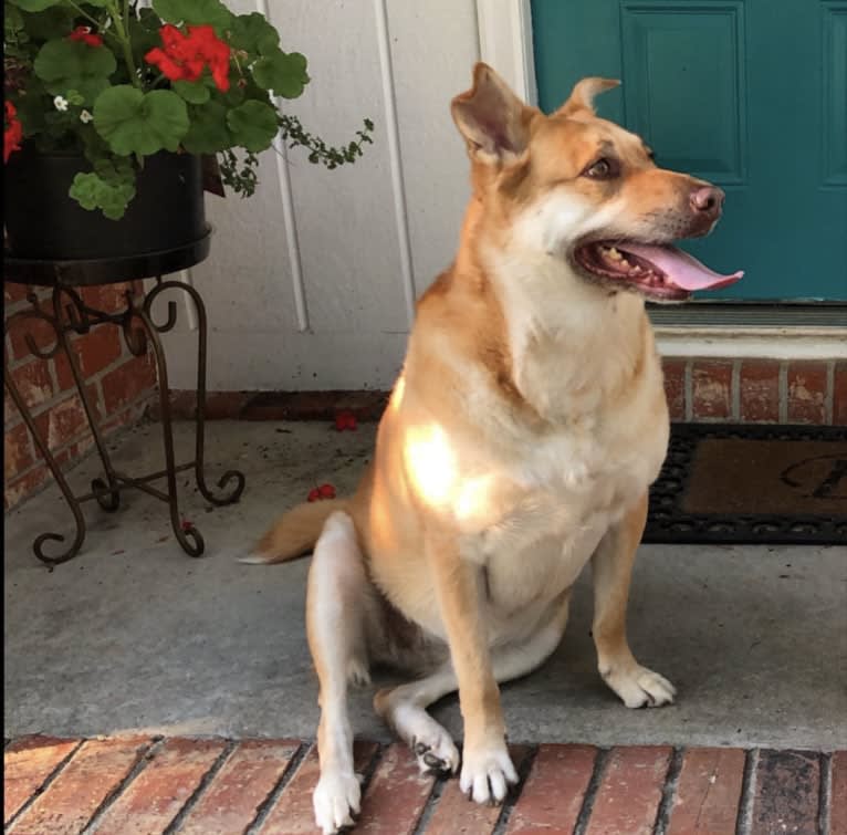 Jolene, a Chow Chow and Australian Cattle Dog mix tested with EmbarkVet.com