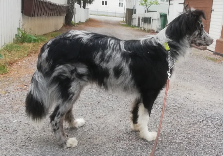 Ragnar, an Australian Shepherd and Norwegian Elkhound mix tested with EmbarkVet.com