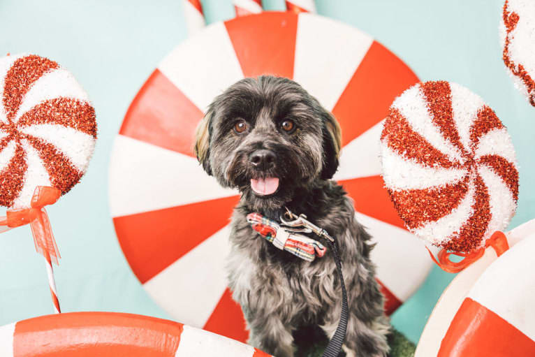 Milo, a Chihuahua and Poodle (Small) mix tested with EmbarkVet.com