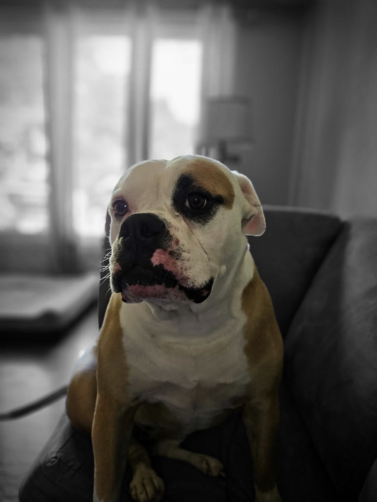 Piper, an American Bulldog tested with EmbarkVet.com