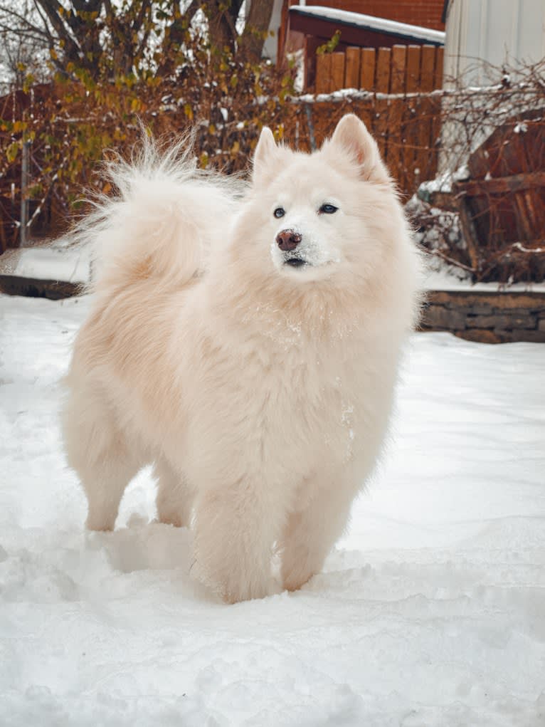 Polar, a Samoyed and Norwegian Elkhound mix tested with EmbarkVet.com