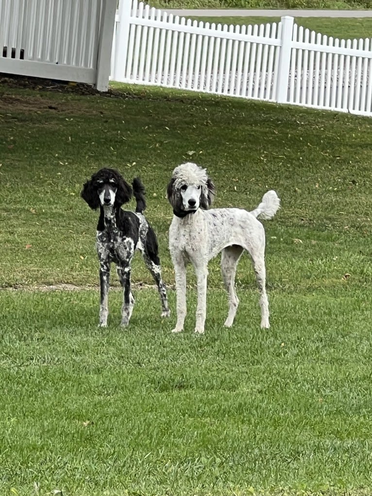 Lexie, a Poodle (Standard) tested with EmbarkVet.com