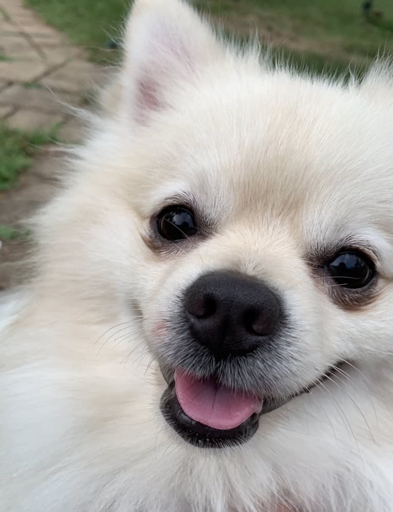 Koda, a Pomeranian tested with EmbarkVet.com