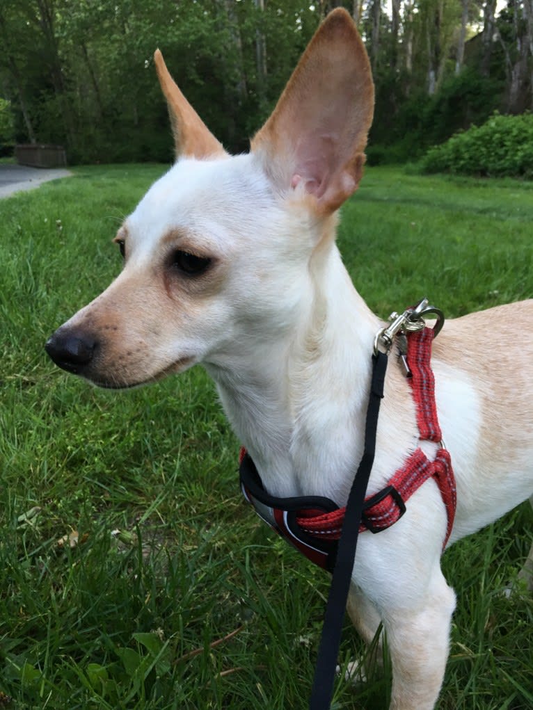 Riley, a Chihuahua and Rat Terrier mix tested with EmbarkVet.com