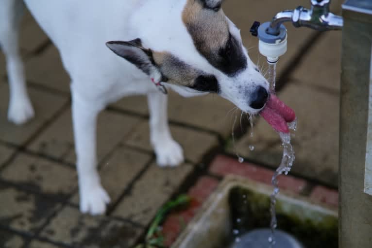 LEO, a Japanese or Korean Village Dog tested with EmbarkVet.com