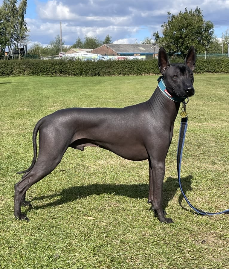 Mr T, a Xoloitzcuintli tested with EmbarkVet.com