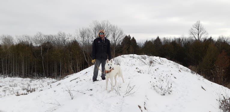 Charlie, an Alaskan-type Husky tested with EmbarkVet.com