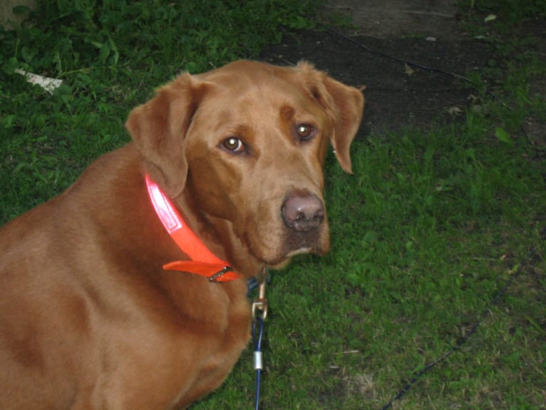 Rupert, a Labrador Retriever and Golden Retriever mix tested with EmbarkVet.com