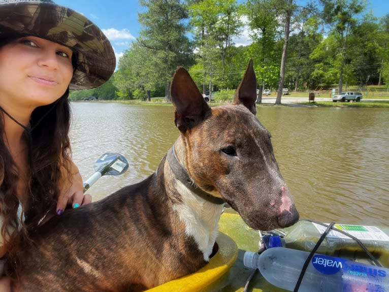 Dippy, a Bull Terrier tested with EmbarkVet.com