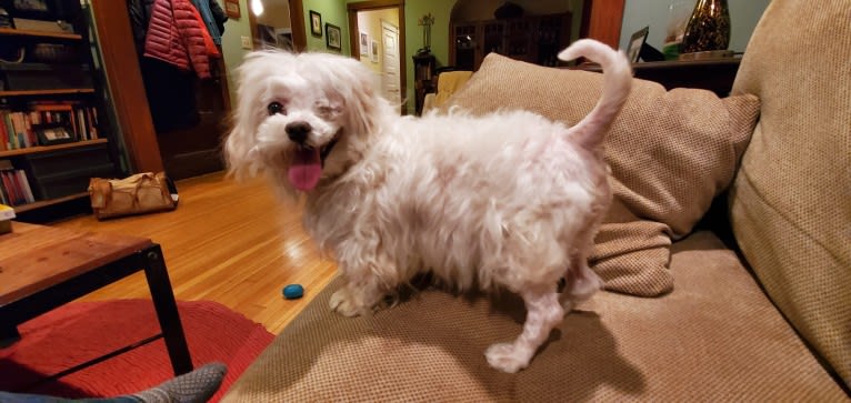 Franklin, a Maltese and Poodle (Small) mix tested with EmbarkVet.com