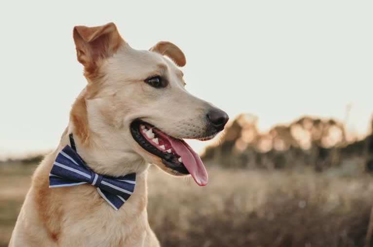 Bentley, a Labrador Retriever and American Pit Bull Terrier mix tested with EmbarkVet.com